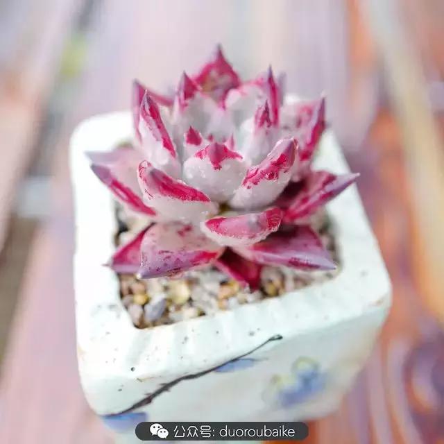 春雨多肉精品,包邮区的多肉