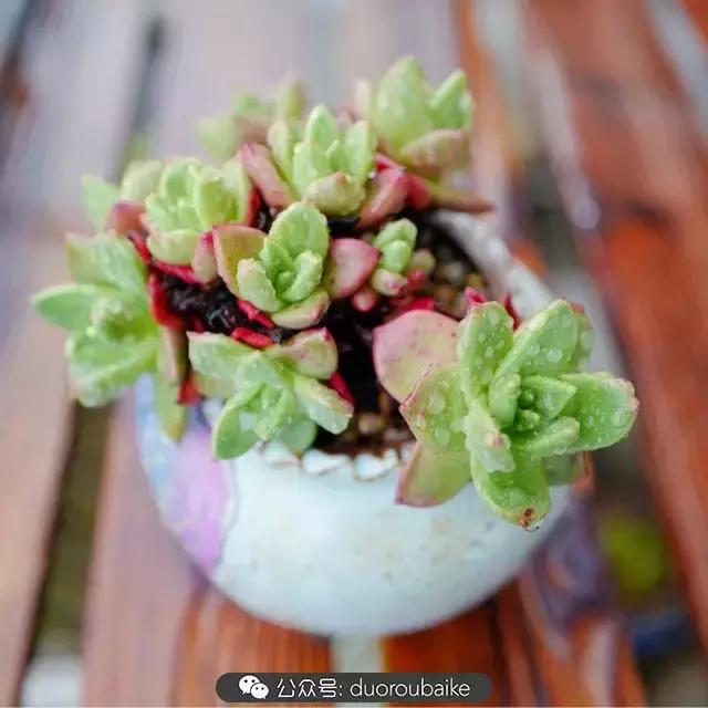 春雨多肉精品,包邮区的多肉