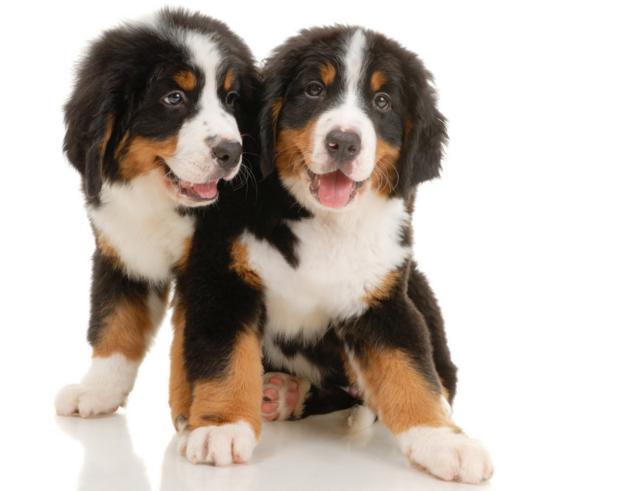 属狗的人204年的运势及运程,属狗人24年流年运程