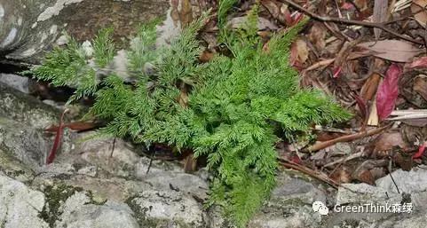 狼尾蕨造景方法,狼尾蕨的森林造景