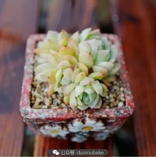 春雨多肉精品,包邮区的多肉