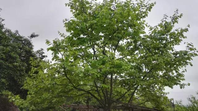 战士第二故乡原创,原创家乡