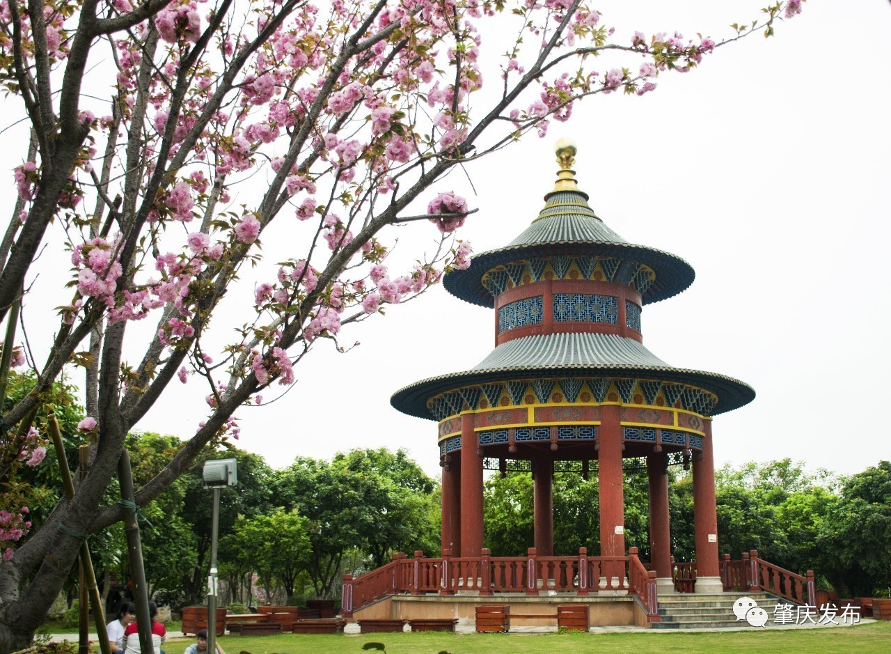 春暖花开正是踏青赏花的好时节,肇庆春日赏花的地方图片