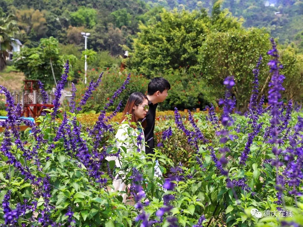 不用去罗平也可以看油菜花,不用去日本也能看的樱花海
