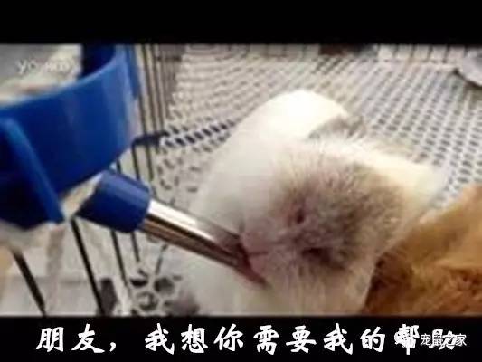 鸡不撒尿为什么喝水没事,天竺鼠几乎不喝水