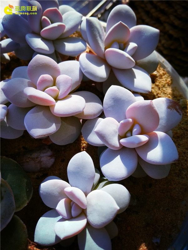 一个脚气患者的真实故事,关于癣有趣的故事