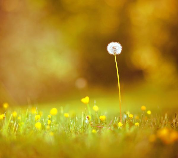 人生最曼妙的风景是淡定还是从容,人生最曼妙的风景竟是内心的淡定
