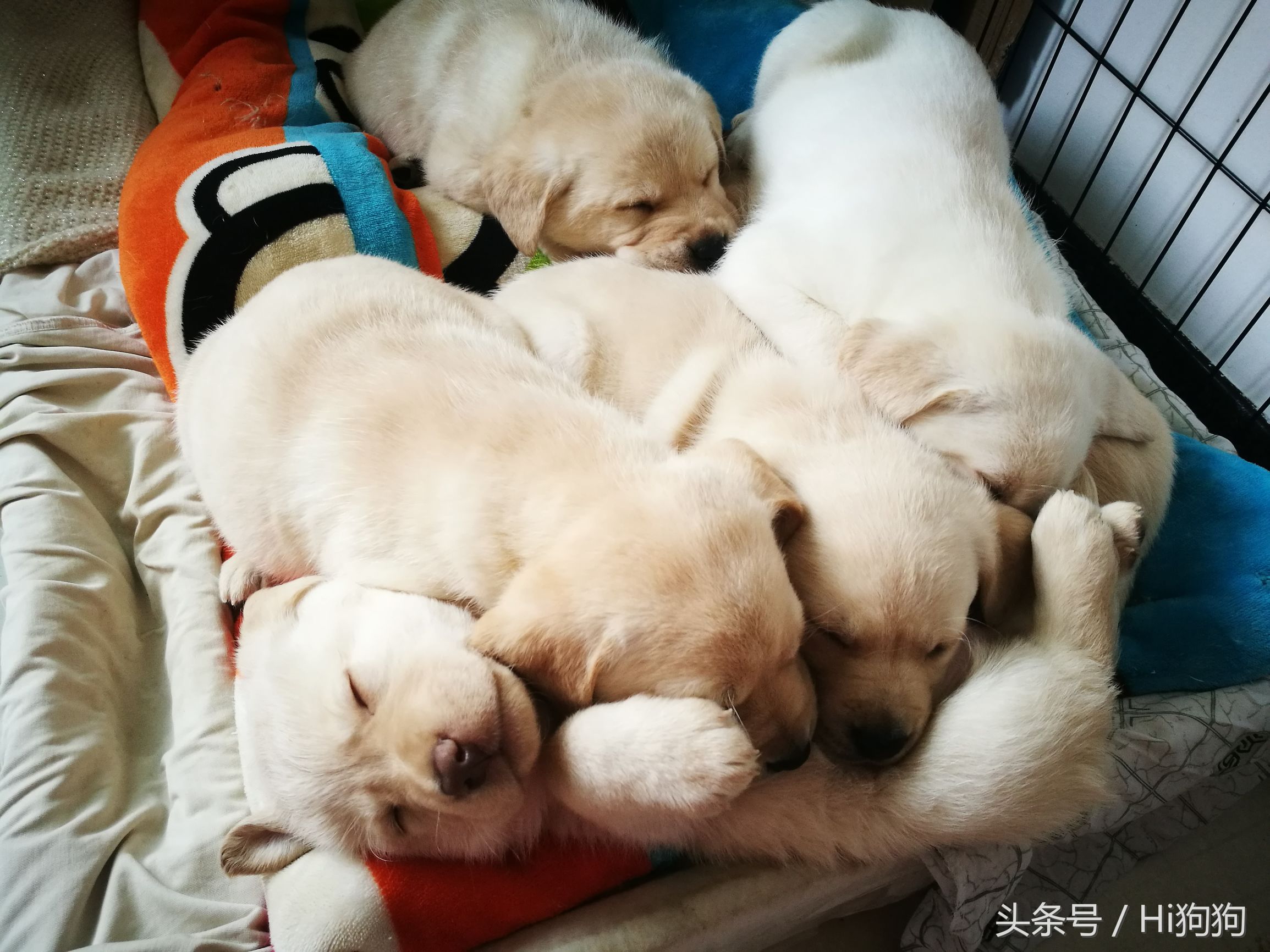 拉布拉多领养现场选出新主人,大骨架拉布拉多幼崽领养