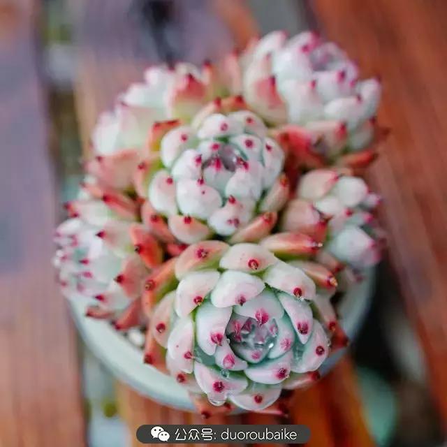 春雨多肉精品,包邮区的多肉