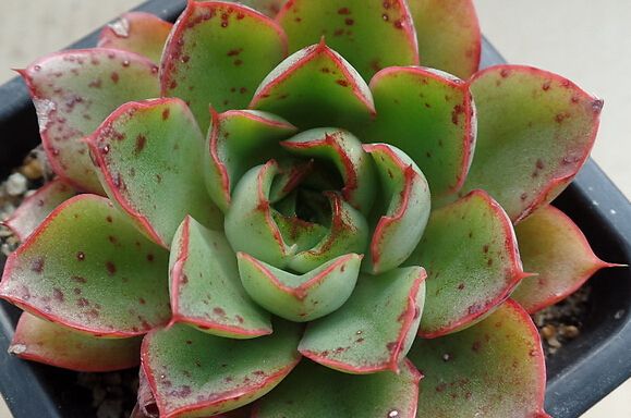 多肉植物如何防治病害,多肉植物病害处理视频