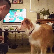 边牧这么聪明为什么很少人养,边牧太胆小了什么都教不会