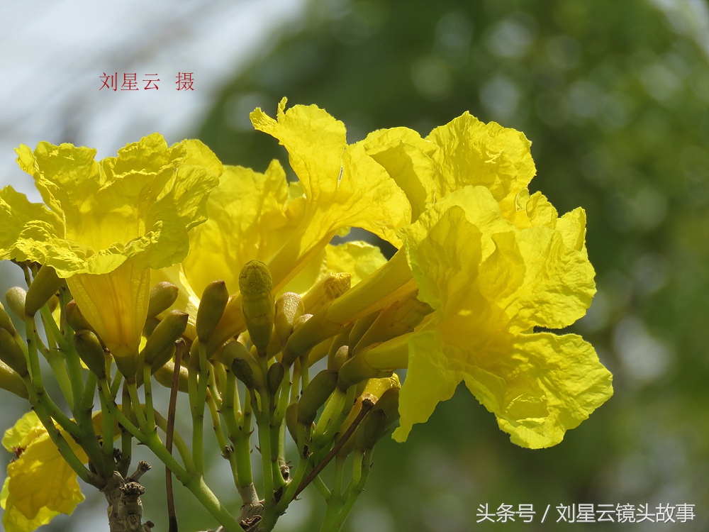 三亚黄花风铃花,三亚黄花风铃