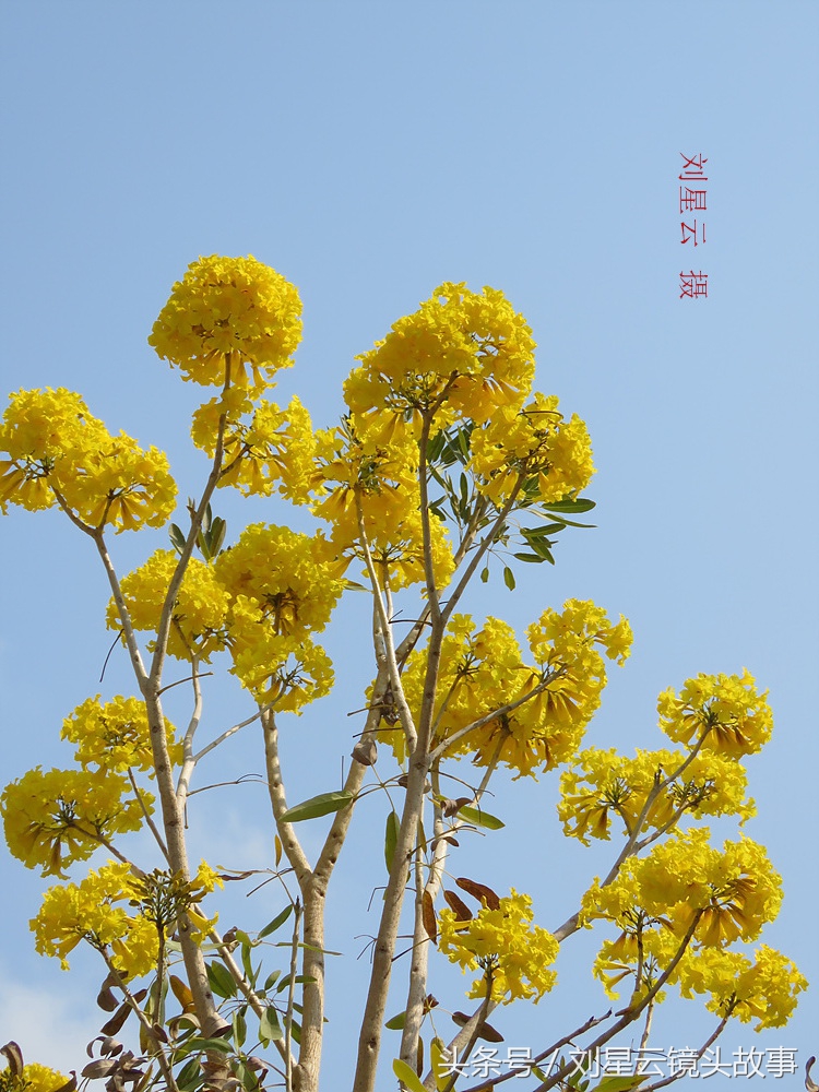 三亚黄花风铃花,三亚黄花风铃