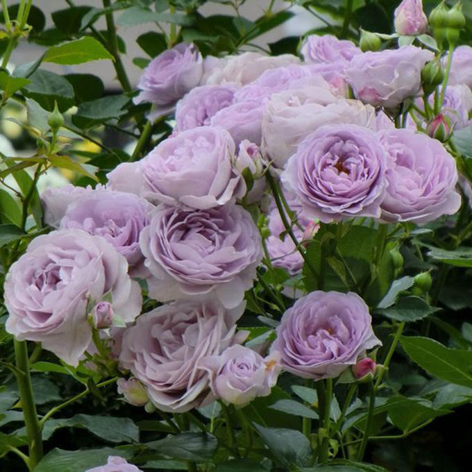 发烧友必入的蓝紫色月季,蓝紫色月季最值得入手的一款