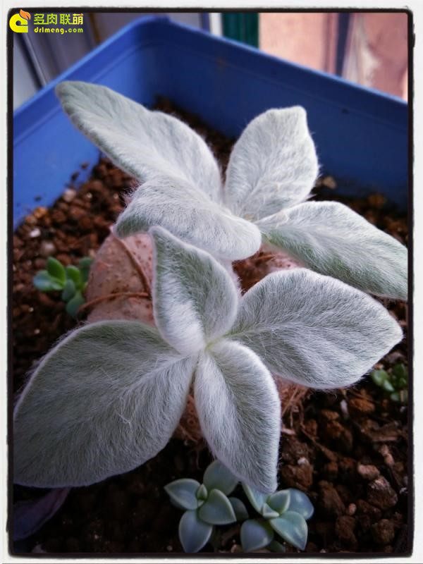 一个脚气患者的真实故事,关于癣有趣的故事