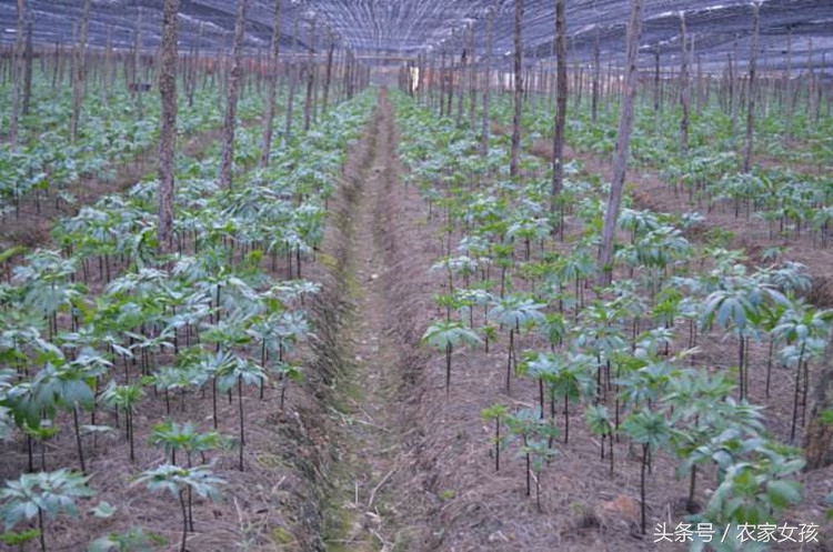 亩产500斤，每斤500元，究竟是致富项目还是种植*局骗**？