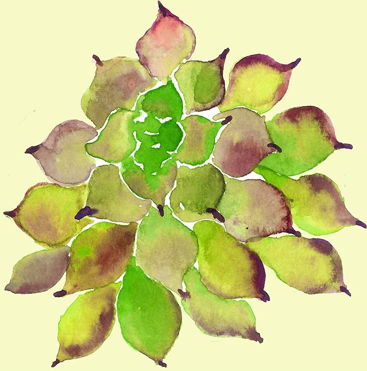 多肉植物如何防治病害,多肉植物病害处理视频