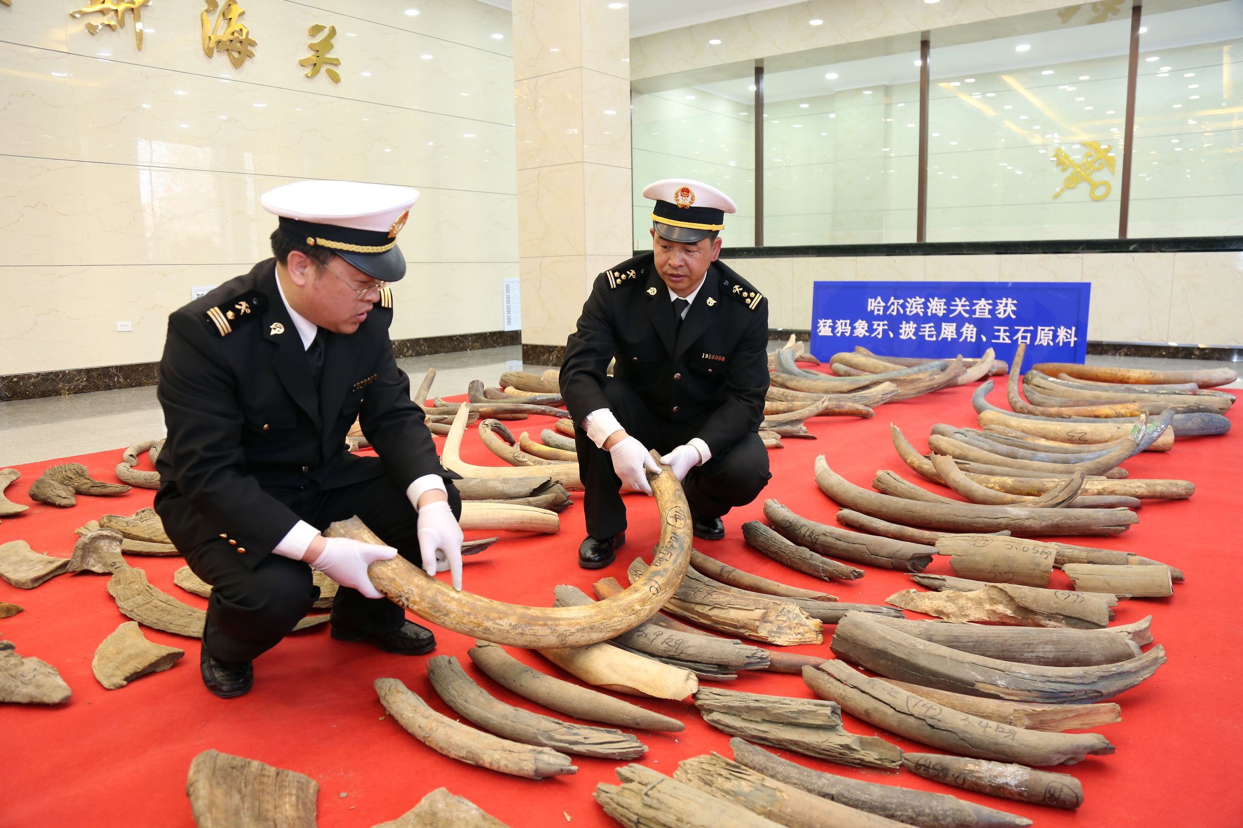 海关破获猛犸象牙,哈尔滨海关查获猛犸象牙