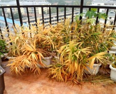 生姜盆栽种植过程记录,把生姜栽花盆里