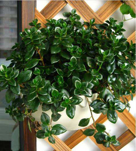 金鱼吊兰的养护方法和注意事项,金鱼吊兰养护技巧和注意事项