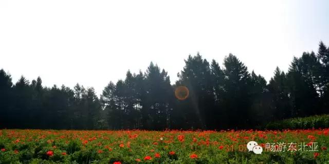 辽源赏花的地方,辽源最佳观花位置