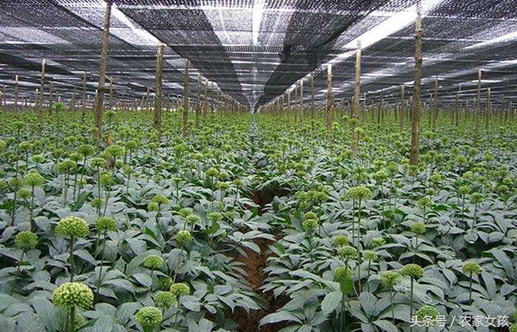 亩产500斤，每斤500元，究竟是致富项目还是种植*局骗**？