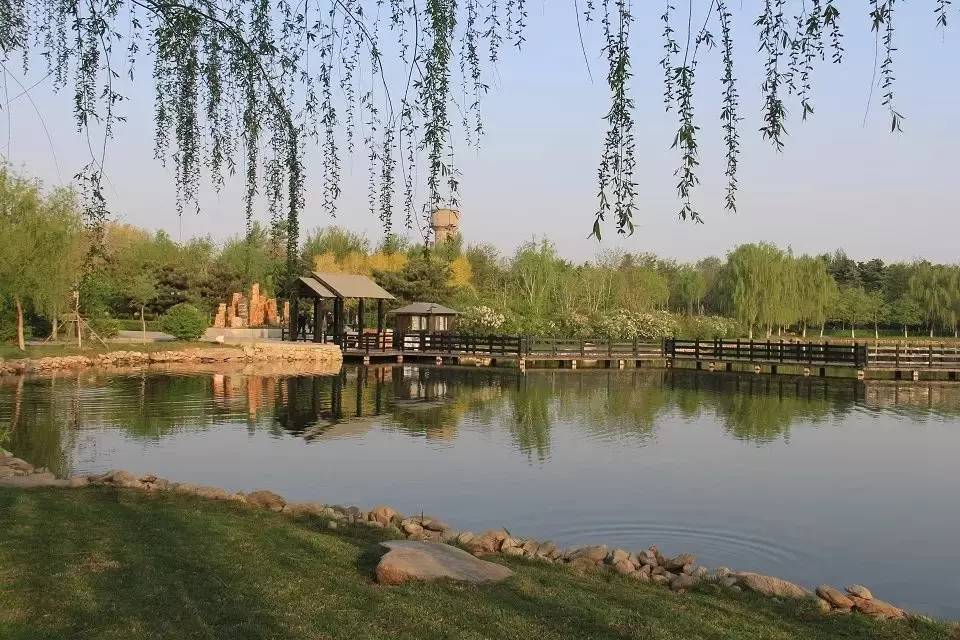 鲅鱼圈附近哪里可以挖野菜,盖州鲅鱼圈挖野菜