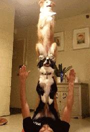 边牧这么聪明为什么很少人养,边牧太胆小了什么都教不会