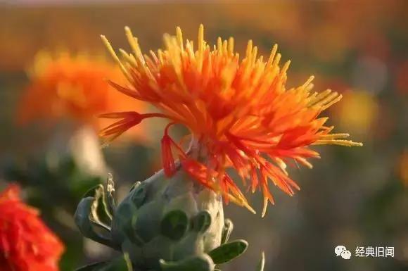 “大唐神药”又领衔滑胎路线，医生表示大写不服！