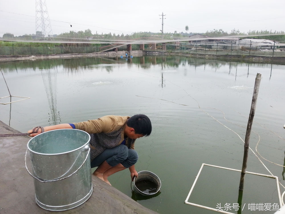养泥鳅到底是不是个骗局,养泥鳅的十大忠告