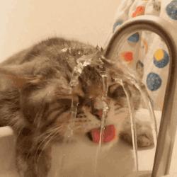 只喝水管流出来的水，这样的猫是不是有病？