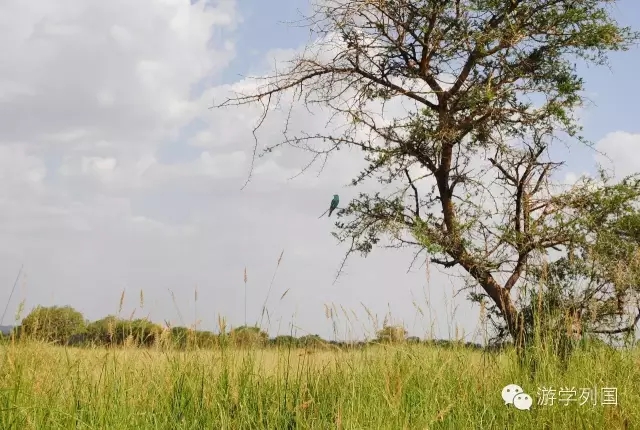 一生必去一次的非洲坦桑尼亚｜回归狂野