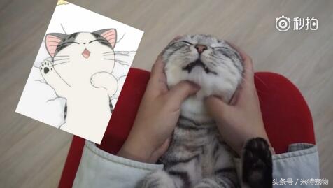 妹子终于如愿狠狠地撸猫咪，猫咪：谁让你停的