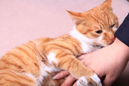 家里有四只猫是什么样的体验,家里有个调皮的猫是什么感觉