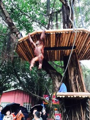 长隆野生动物园自驾游导游,广州长隆野生动物园有导游吗