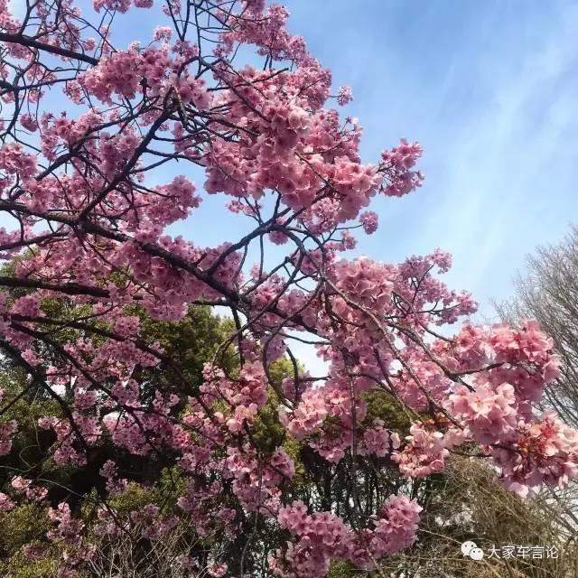 车评人为什么炒作日系,车评人日系加价