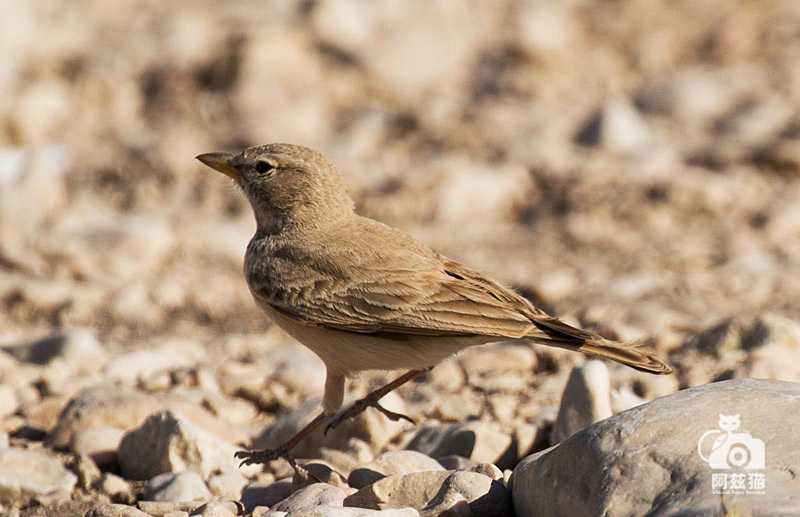 中东荒漠中的“特殊旅行”