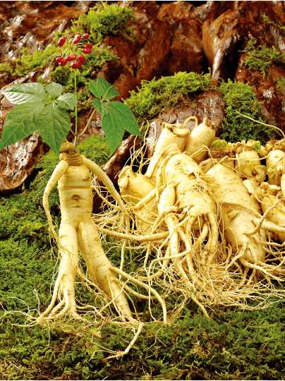 人参西洋参配伍禁忌,西洋参与人参的禁忌