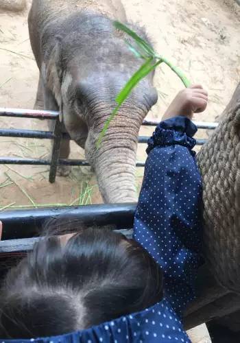 长隆野生动物园一天怎么玩,长隆野生动物园一天游不完怎么住