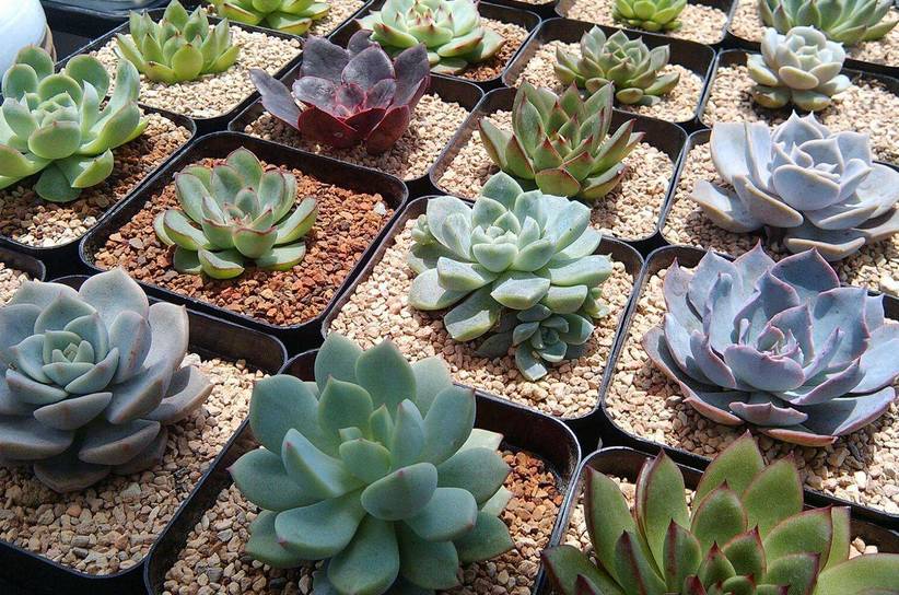 100分试卷考了60分算及格吗,多肉考试