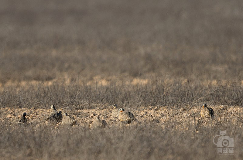 中东荒漠中的“特殊旅行”