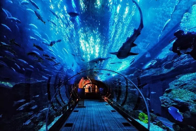 重庆适合小盆友去玩的海洋公园,重庆适合成年人玩的海洋公园推荐