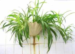 吊兰为什么被称为绿色净化器呢,吊兰可以当空气净化器吗