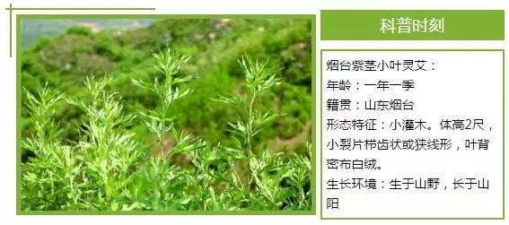 紫茎小叶灵艾,紫茎小叶灵艾图片