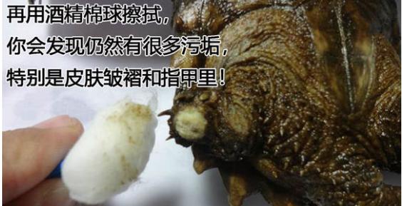 帮乌龟处理疥疮全过程,乌龟长疥疮了怎么治疗