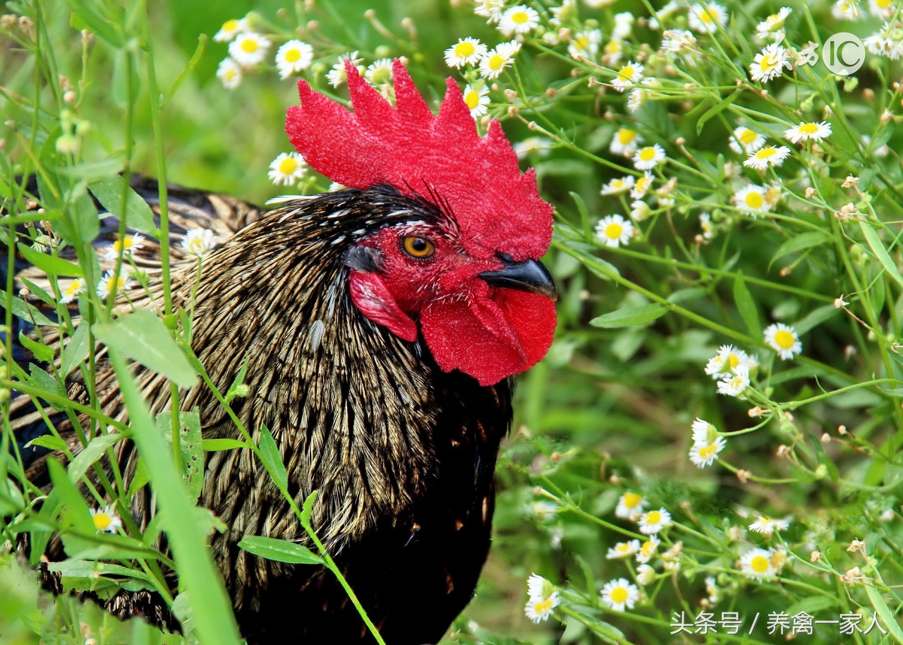 养鸡用什么药防鸡病,养鸡预防鸡瘟的秘方