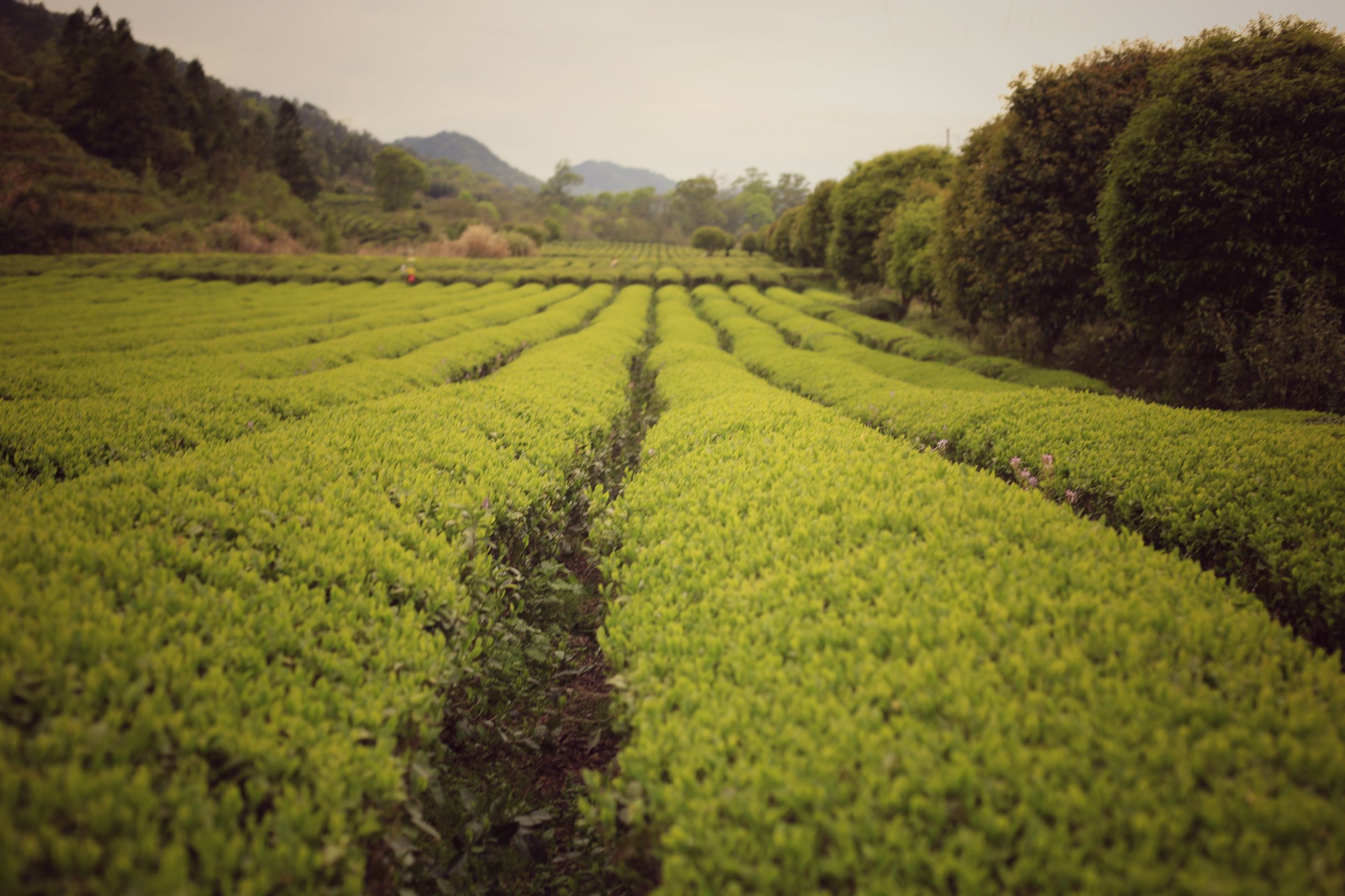 一个四月下午，一个僧人，一个茶商的故事