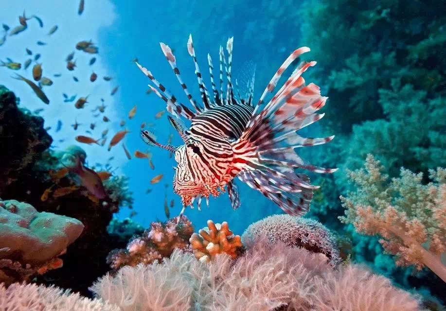 重庆适合小盆友去玩的海洋公园,重庆适合成年人玩的海洋公园推荐