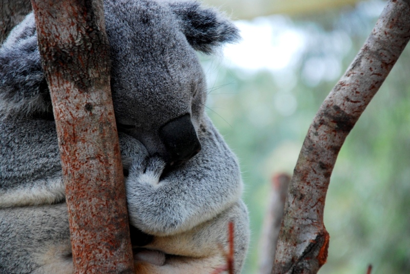 空·客专题：温暖“游”画，度假南半球之淑女游part·1