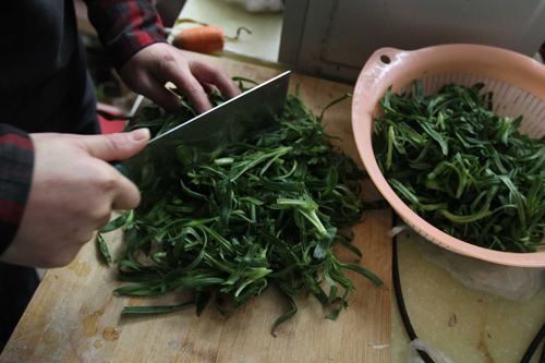 野菜致富项目,野菜种植创业项目方案